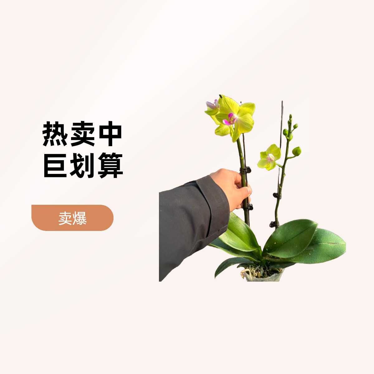 精品甜格格蝴蝶兰 黄绿花瓣紫芯 株型紧凑 满100延吉市内免费送货到家 