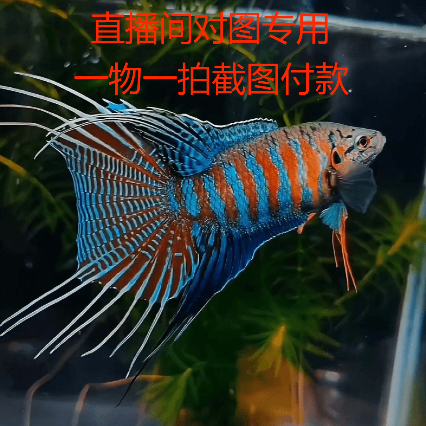 【直播间专拍】一物一拍截图付款/活体中国斗鱼淡水冷水观赏鱼耐养