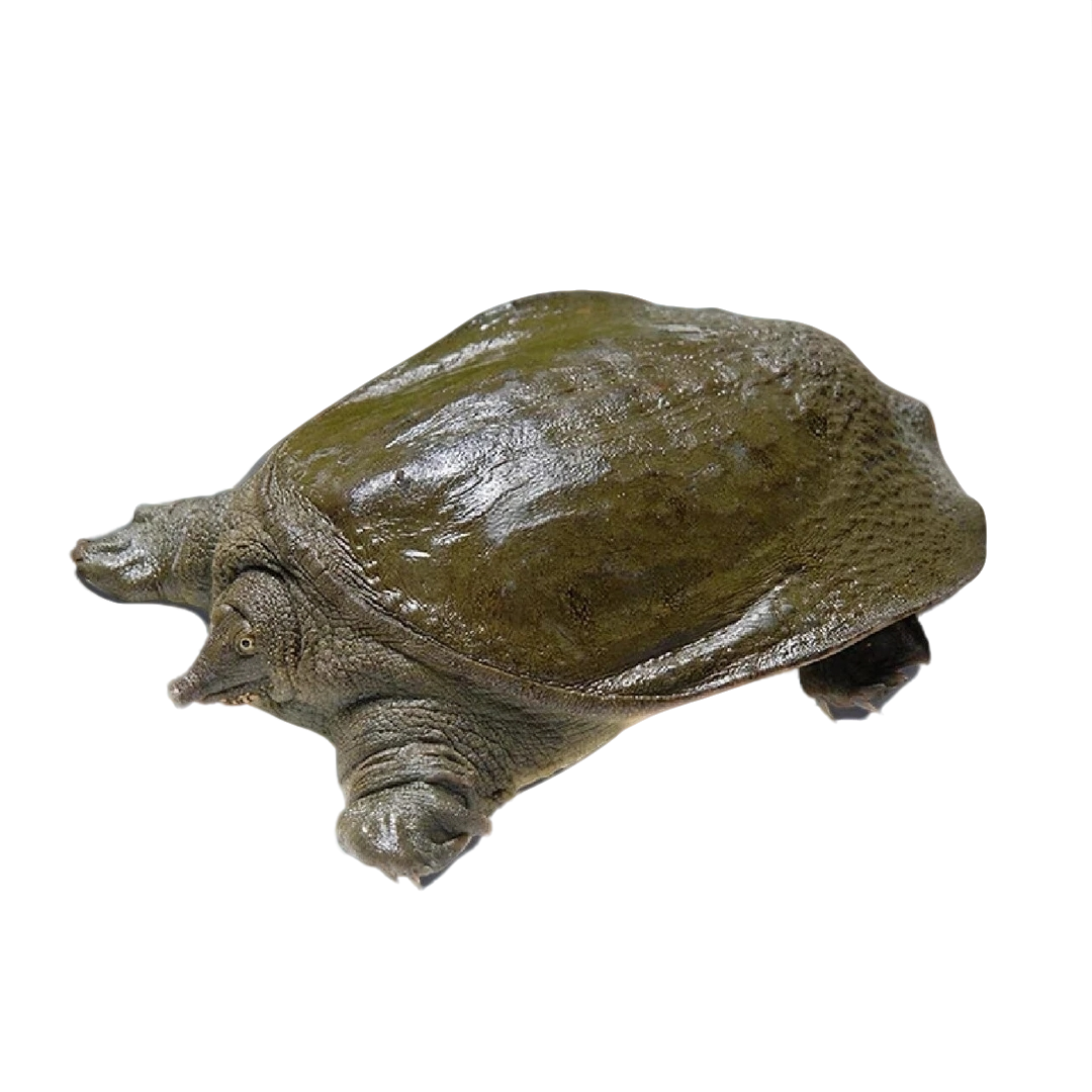 【直播改价专用】微山湖生态甲鱼野生甲鱼生态老鳖鱼王八（顺丰包邮）