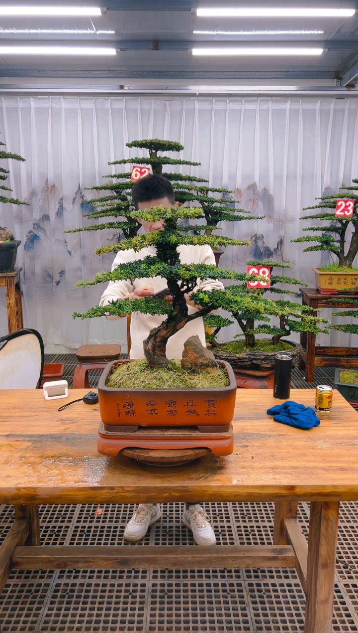 【闪购商品】紫砂精品盆景直播间一物一拍