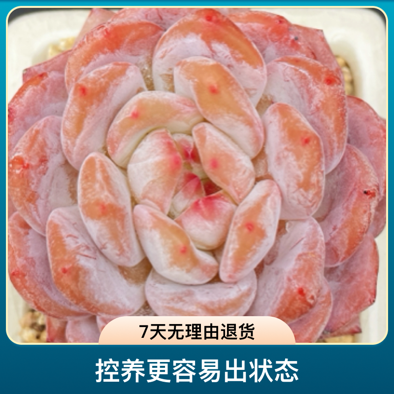 包子脸控养多肉娃娃老桩无砍