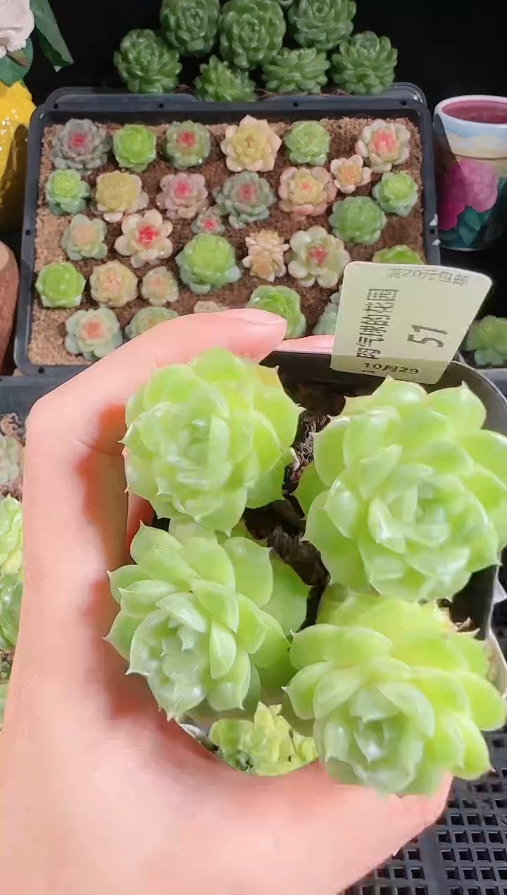 肉气球1029-51麦秆