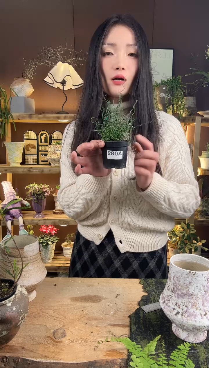 以实际为准姬弹簧草育苗盆089