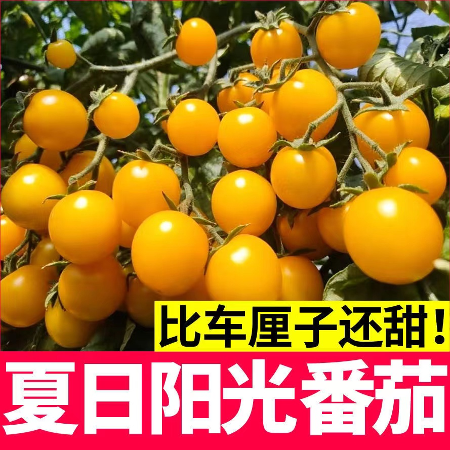 山东寿光夏日阳光番茄苗秧糖水炸弹圣女果壮苗粉贝贝黑珍珠盆栽