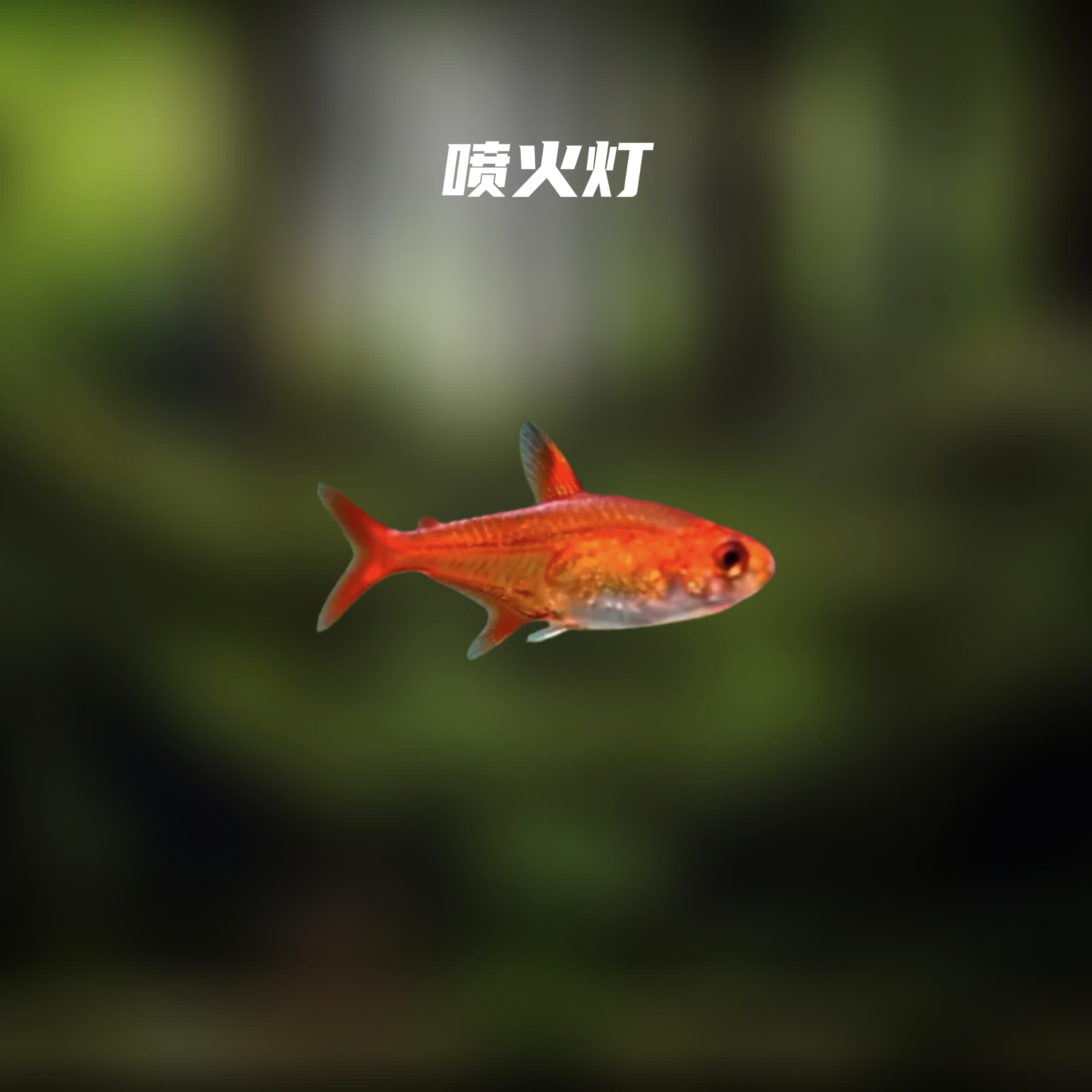 鱼漪水族 喷火灯鱼