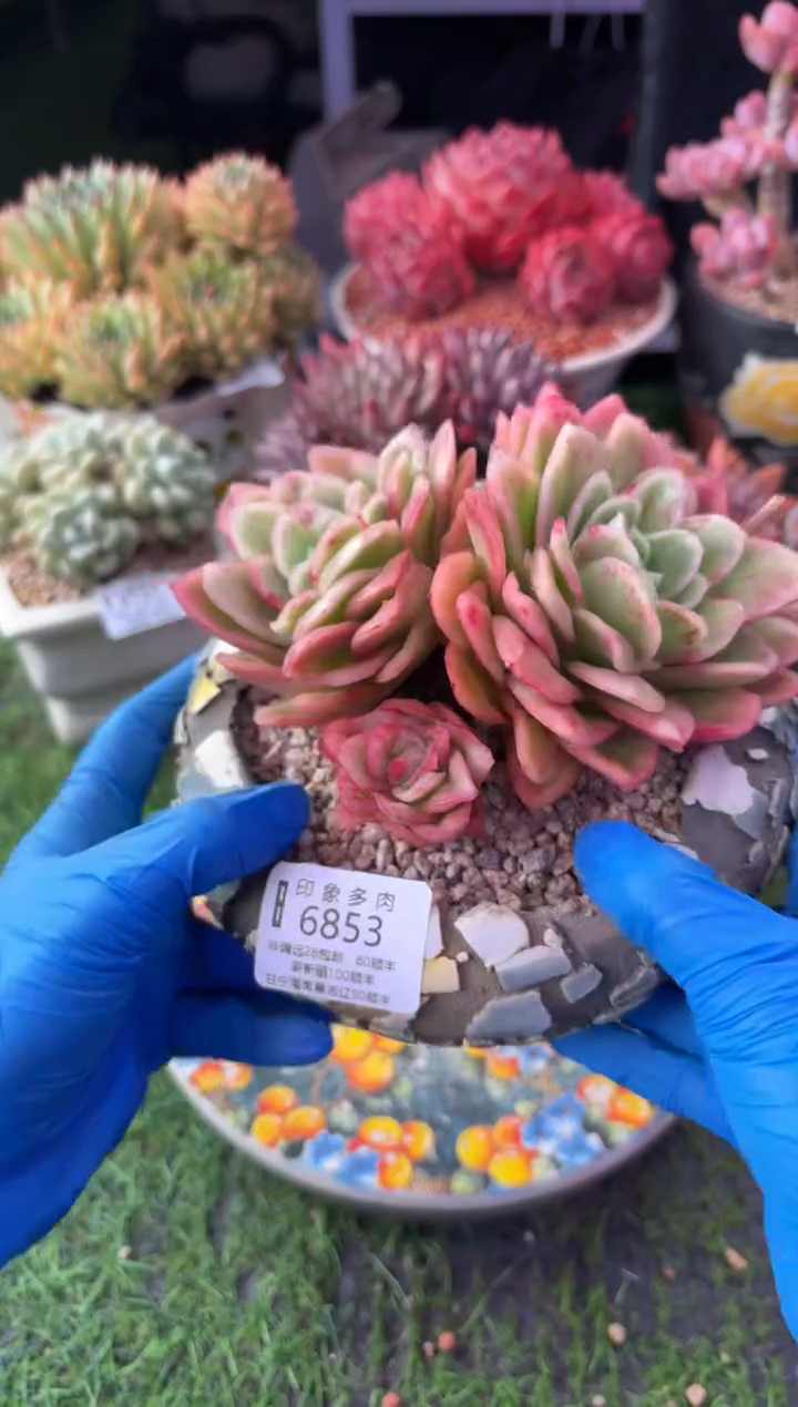 昆明印象多肉6853