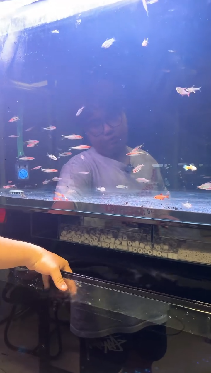 海水5条紫光精灵