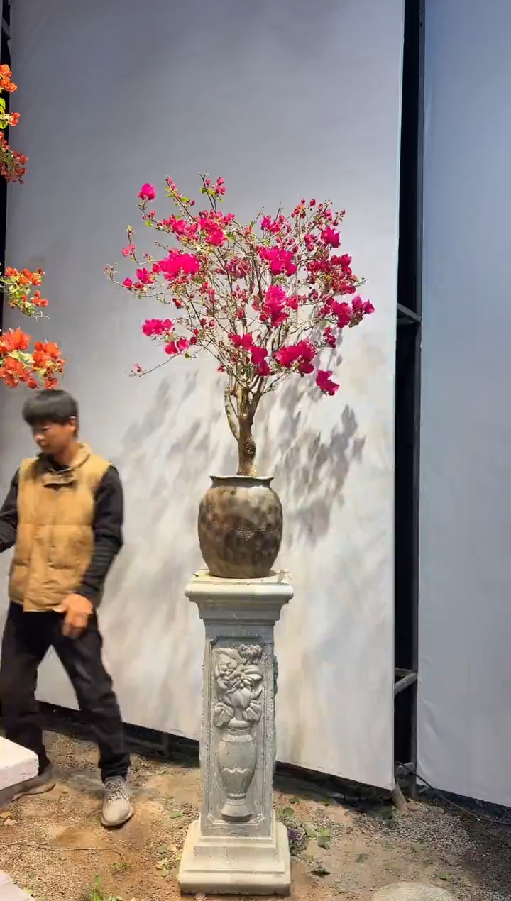 全部花朵小*三角梅54