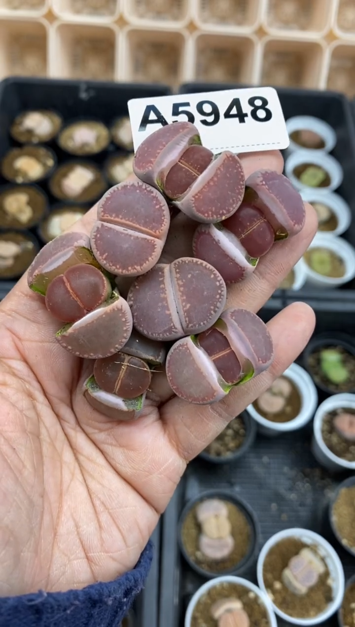 【闪购商品】5948直播一物一拍