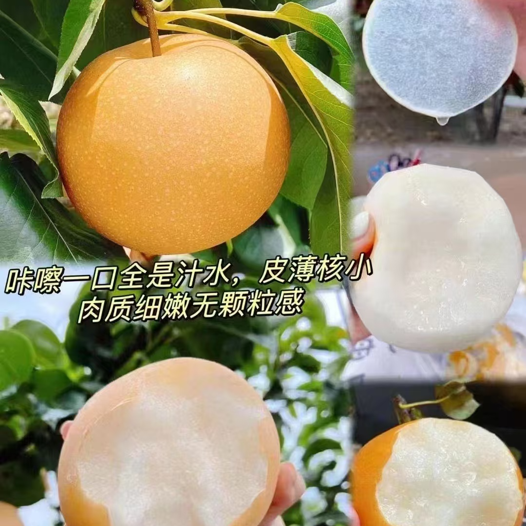 秋月梨 脆甜多汁 【中大果】