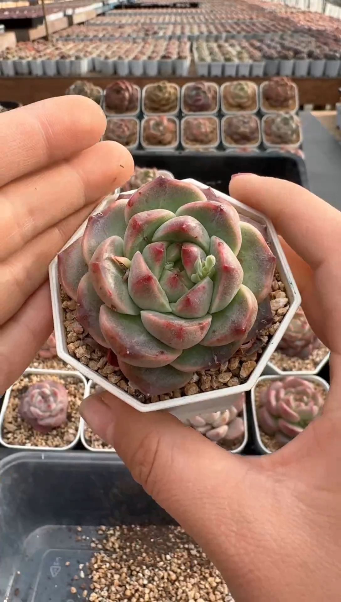 【闪购商品】868E号一物一拍多肉花卉植物3颗起发