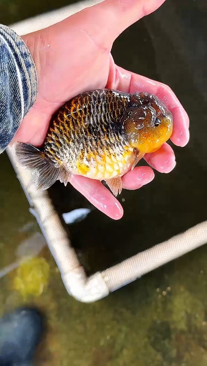 金鱼迷**客水娃娃渔场兰寿观赏鱼 不包邮