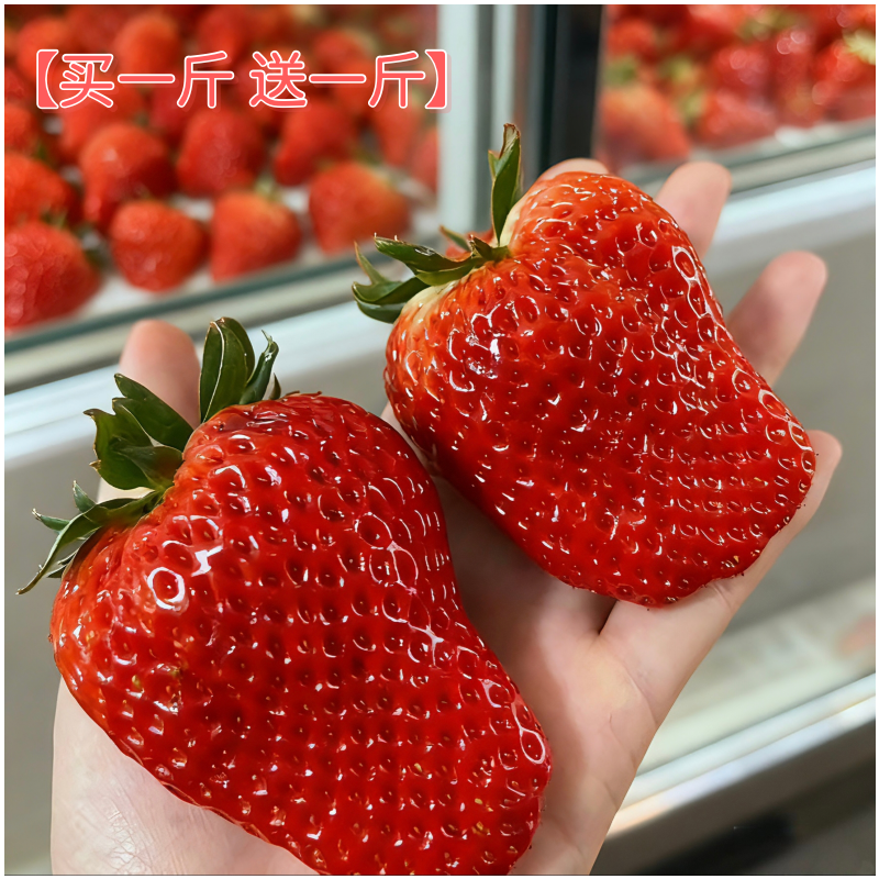 3【牛奶草莓】正宗丹东九九草莓｜【买1斤送1斤】红颜奶油大果礼盒包邮