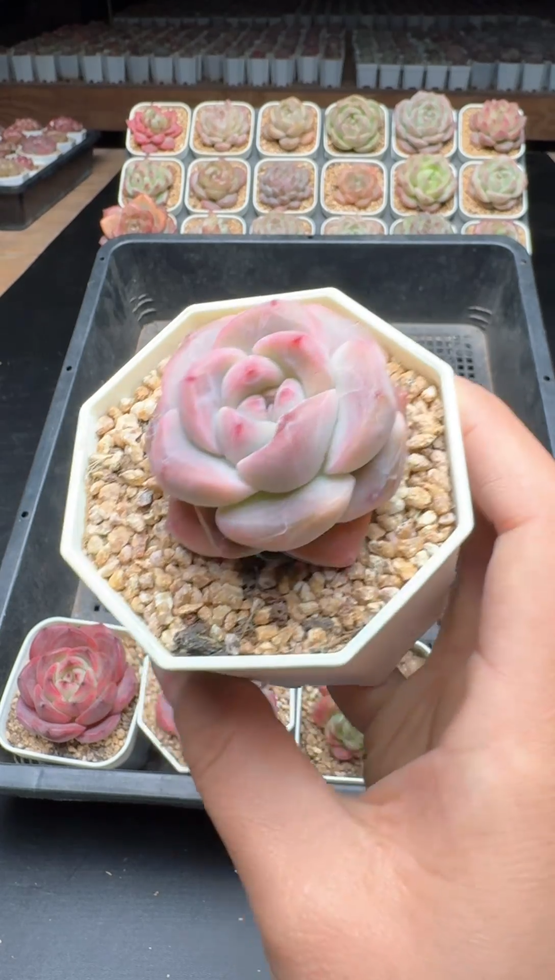 【闪购商品】997号一物一拍珍妮多肉花卉植物3颗起发