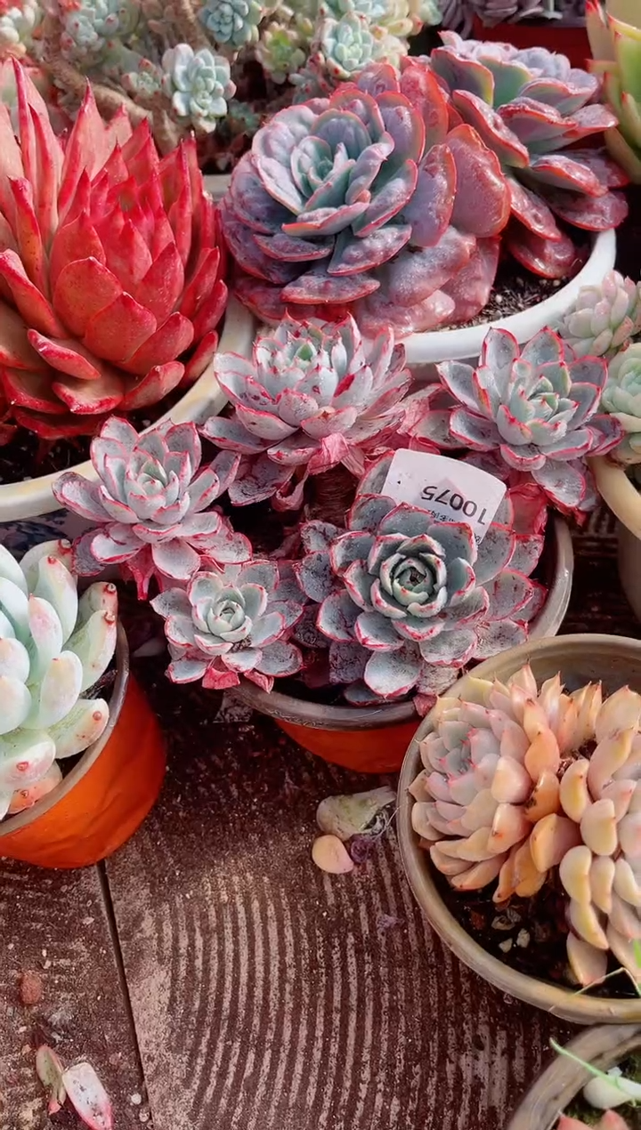 ❤****✨跃跃精品多肉10075