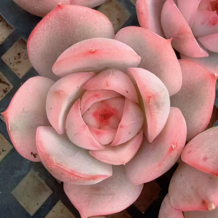 【头盖无根】粉水晶锦（1.5-3cm）脱土