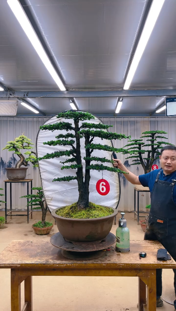 无花朵精品盆景  一物一拍
