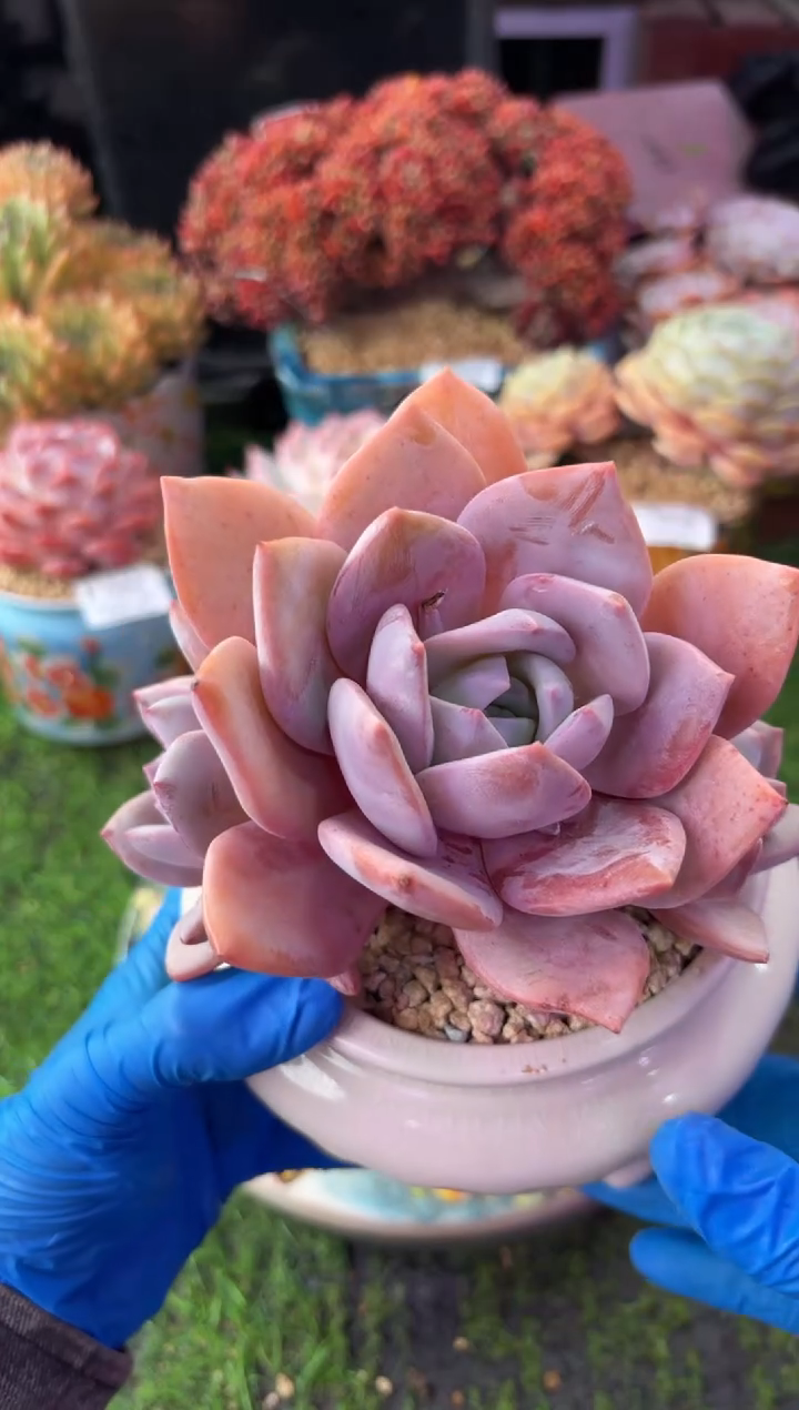 昆明印象多肉1723