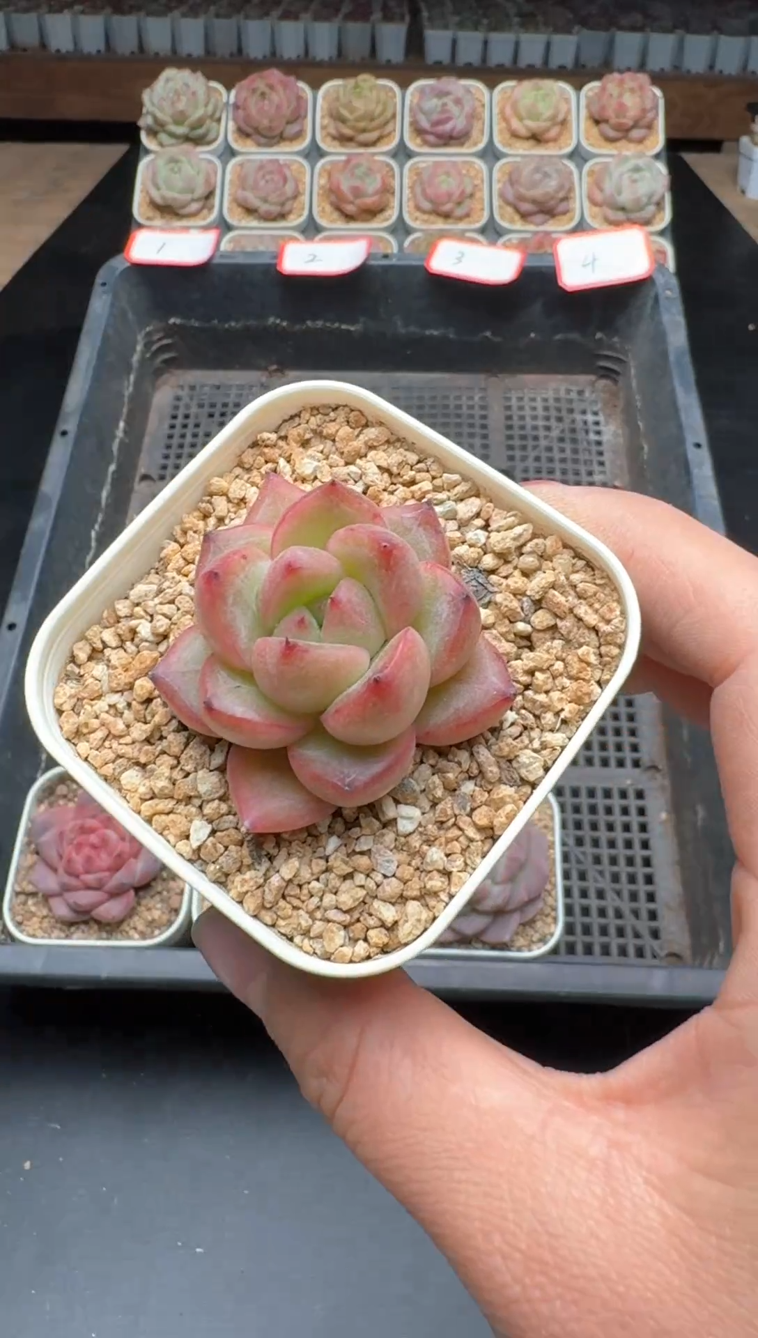 【闪购商品】528E号一物一拍多肉花卉植物3颗起发