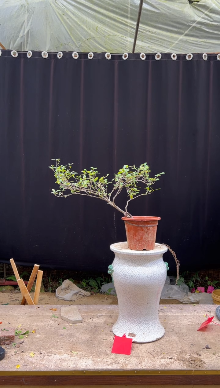 无花朵悠***山海岛栀子花