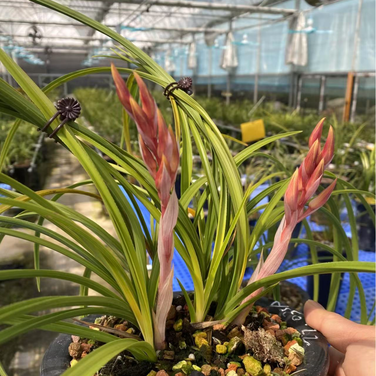 蕙兰色花名品胭脂锦 红花艺草朱金黄心草名品 浓香型兰花苗