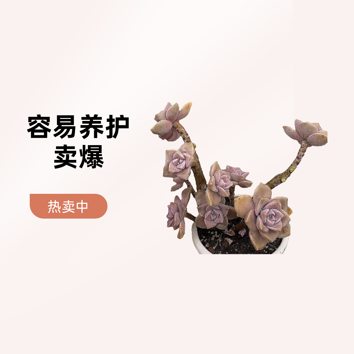 老桩紫乐  熊猫多肉（满19包邮）脱土发庭院美观  净化空气  