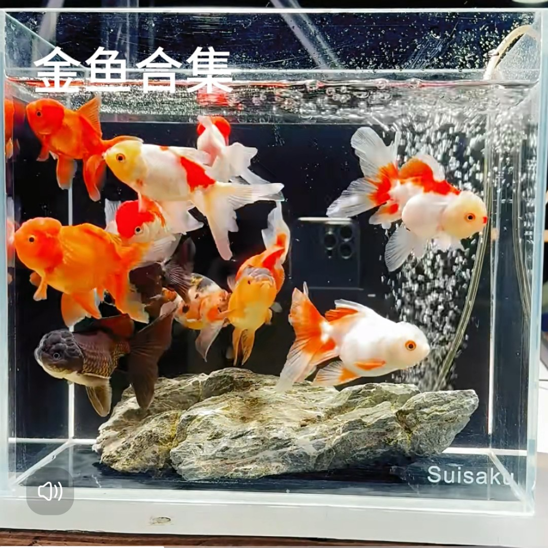 国粹冷水金鱼好养耐活观赏鱼·月8