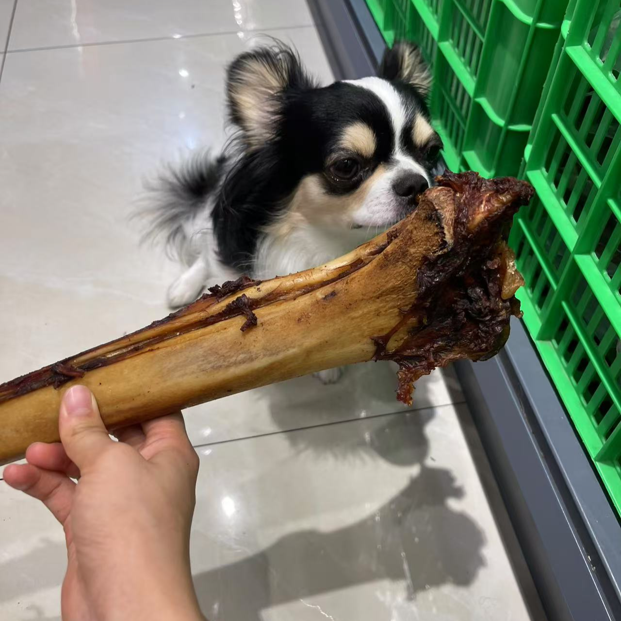 foodie pet/馋狗馋猫宠物零食磨牙风干鸵鸟腿骨