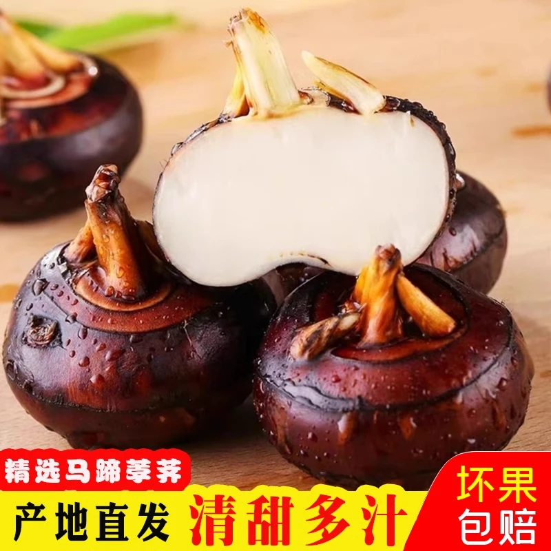 广西荔浦马蹄荸荠特大水果新鲜地梨地栗超大马蹄产地现挖现发
