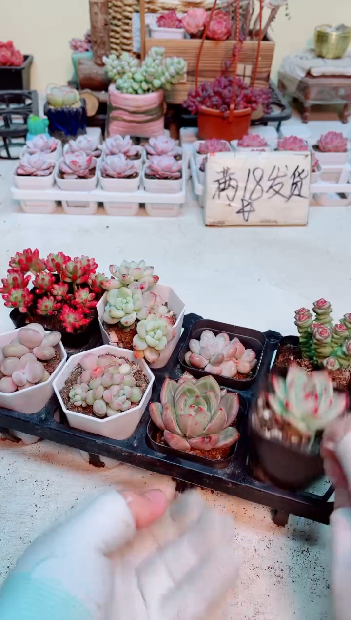 【闪购商品】多肉011