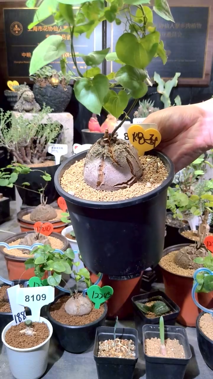 号1224甄选单颗南非龟甲龙