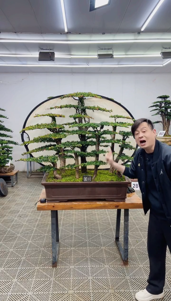 无花朵造型盆景一物一拍