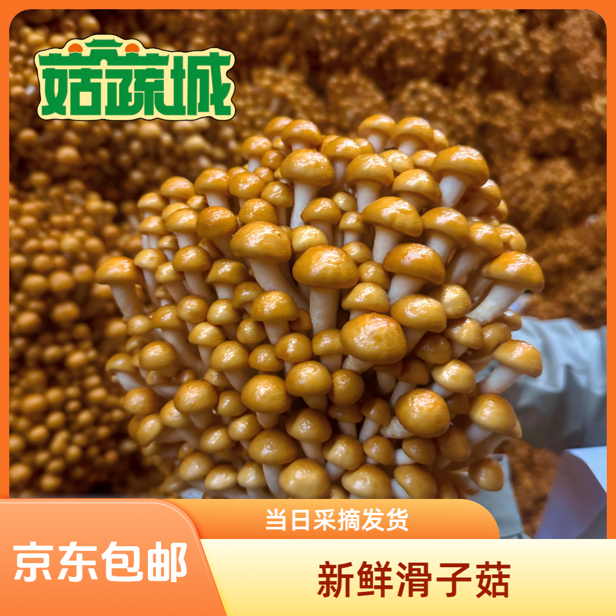 【新鲜滑子菇】京东包邮到家当日采摘当日发货非清水菇腌渍菇新鲜菇