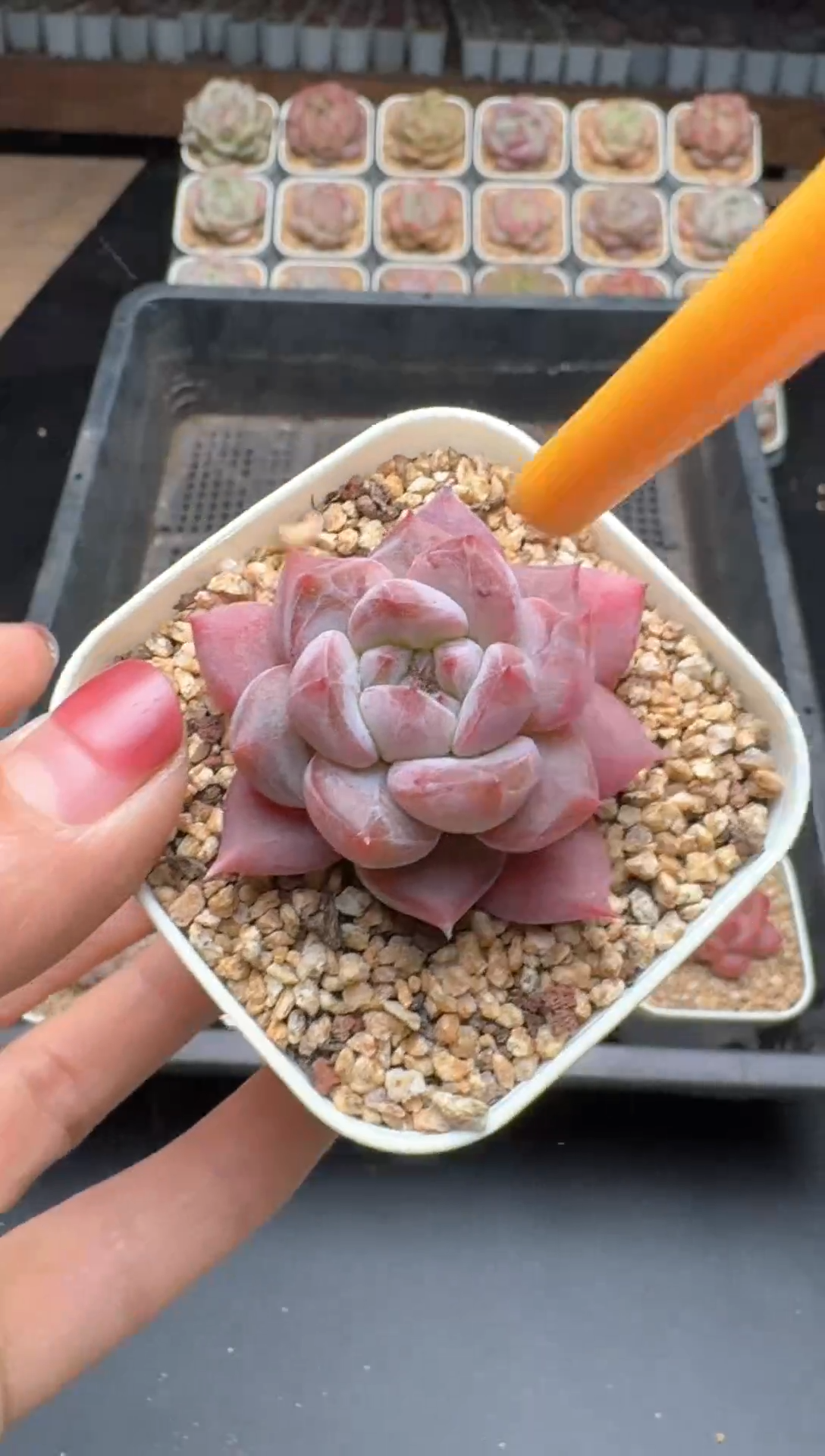 【闪购商品】764E号一物一拍多肉花卉植物3颗起发