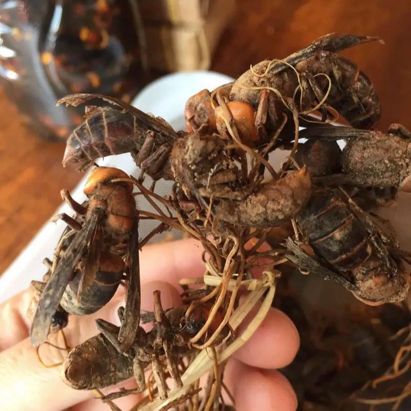 易经山货 云南特产特有蜂虫草