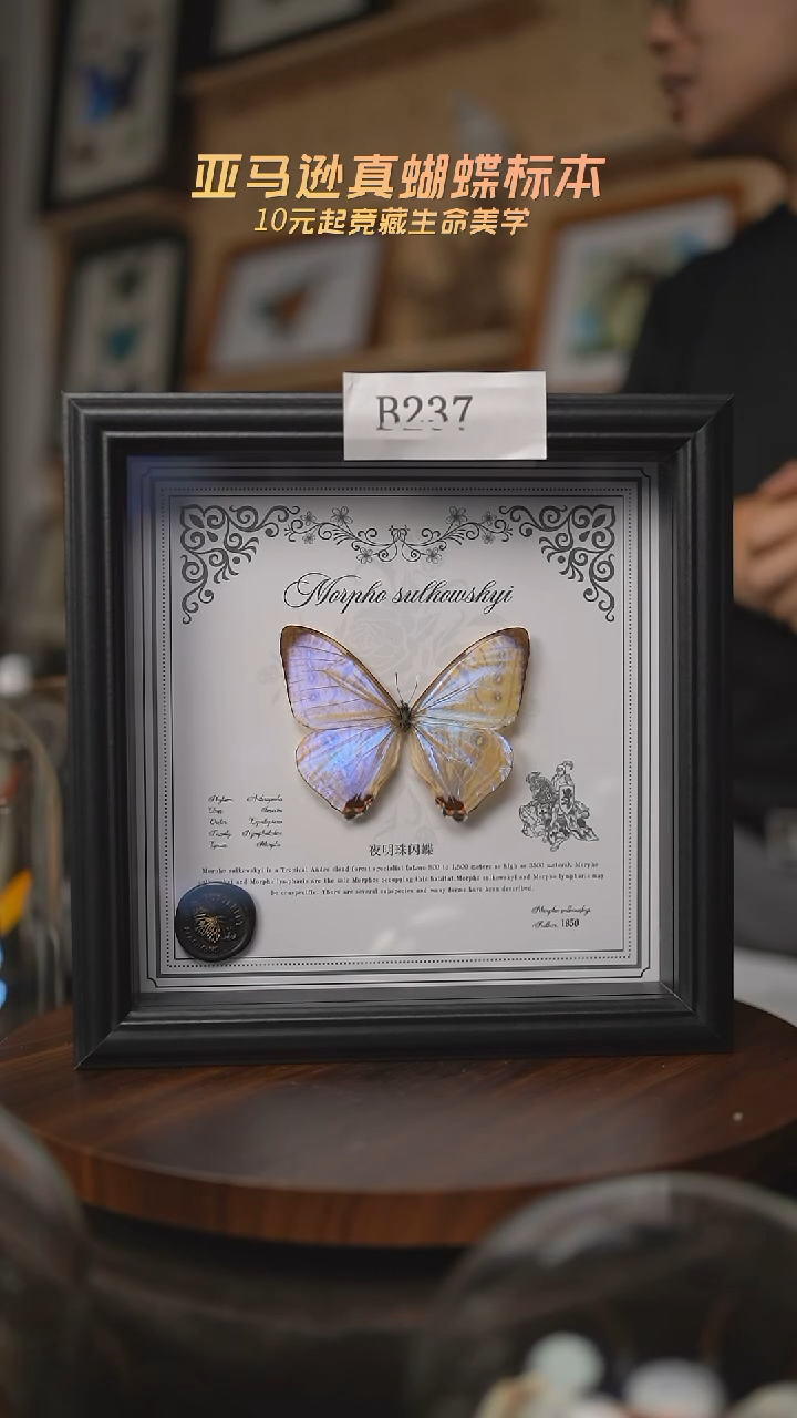 有机玻璃@**?蝴蝶标本B237