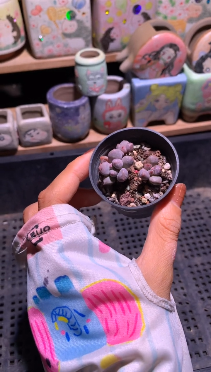 蓝莓奶酪多肉三头