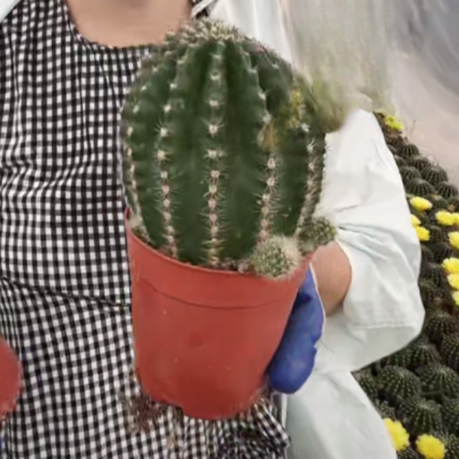 二妹园艺【  黄花娇媚  自根 】满18包邮默认脱土随机发货