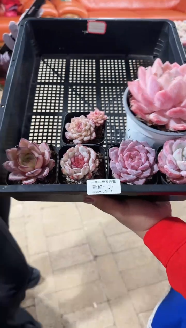 东云多肉园新款-07