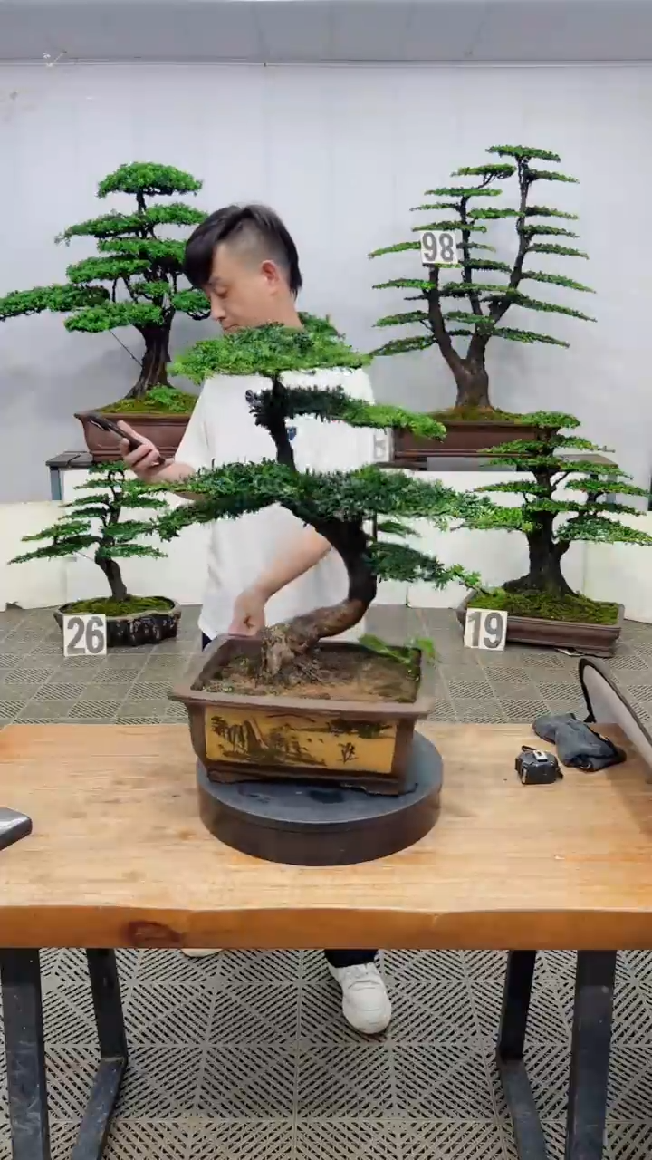 无花朵造型盆景一物一拍