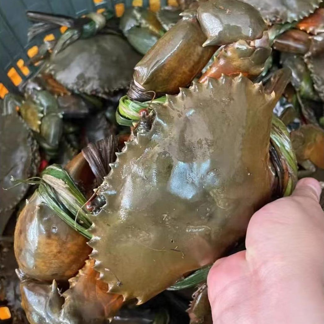 【活发到家】5-8两青蟹海鲜红膏蟹螃蟹活发到家有膏有黄 苗