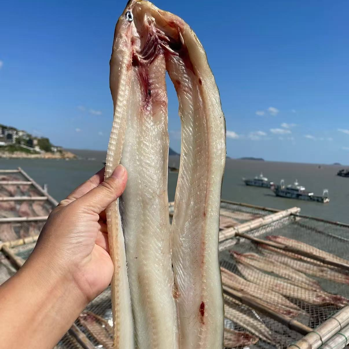 【石浦渔夫】油鳗宁波东海海捕鳗鱼象山石浦发货顺丰包邮