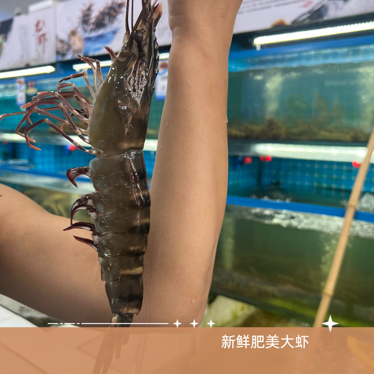 苇塘大草虾  8只   5头（2两）大小  保鲜不保活  精品装