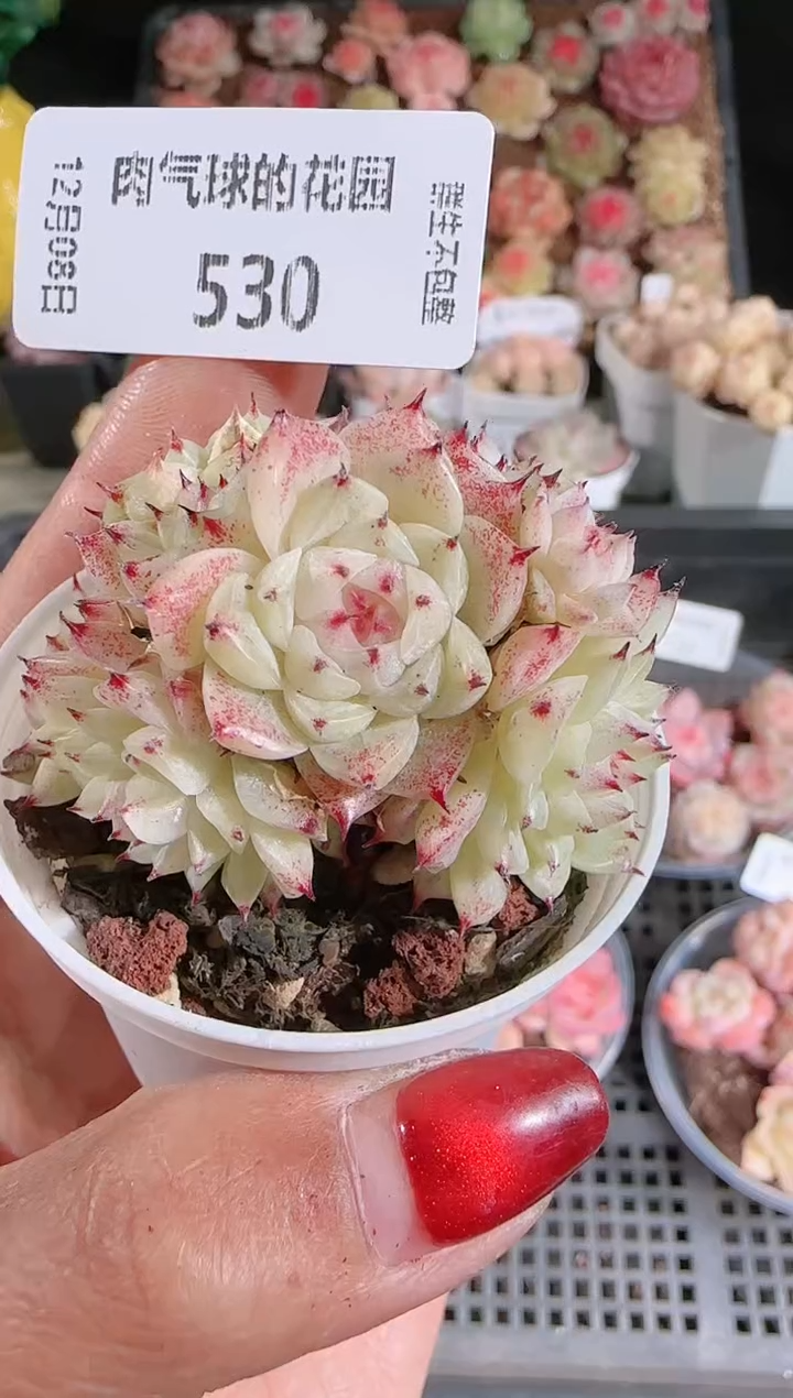 1208-530多肉群生不包整