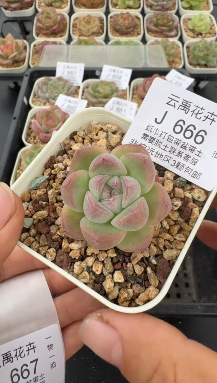 666J云禹多肉植物 带盆土纸巾打包 当天拍3颗包邮
