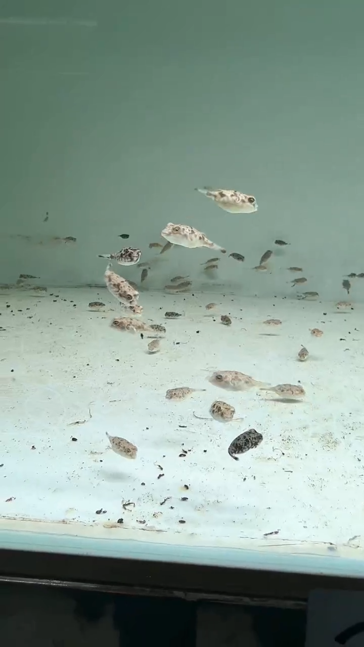 【闪购商品】热带鱼不分公母2-2.5cm斑马狗头1条