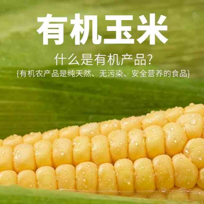 【有机玉米】有机玉米新鲜甜糯黄糯玉米棒(真空包装5-5.5斤）YC
