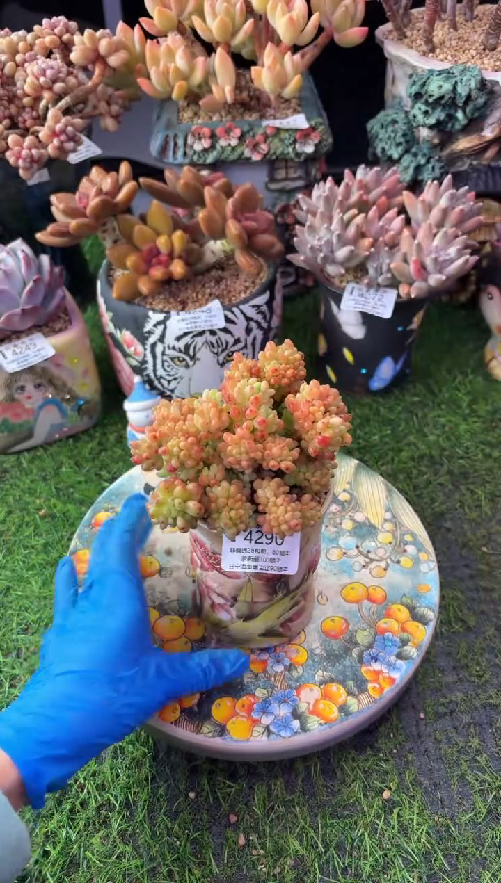 昆明印象多肉4290