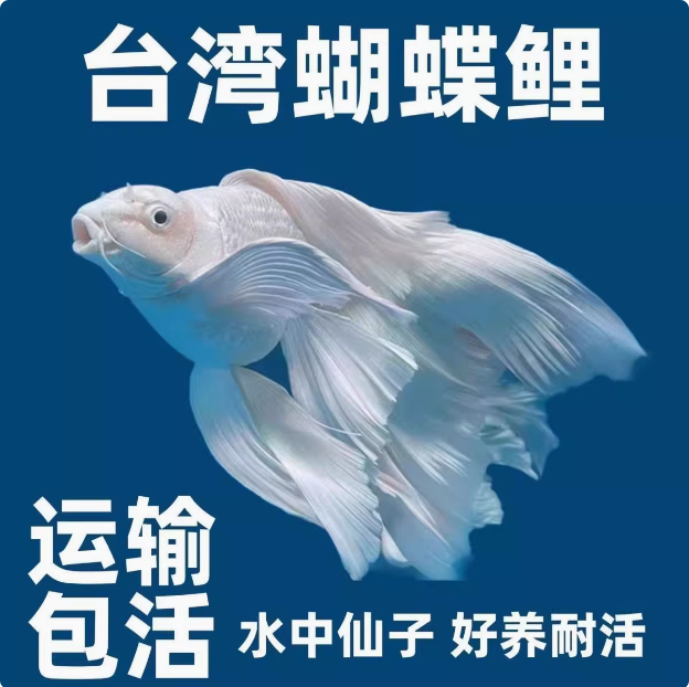 蝴蝶鲤纯血贵妃蝴蝶鲤（包邮包损）+鱼粮
