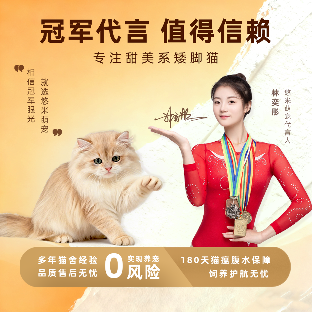 曼基康拿破仑矮脚可爱猫咪（悠米家）